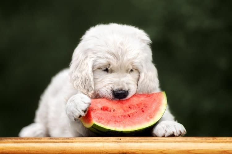 Puppy eating a wedge of watermelon