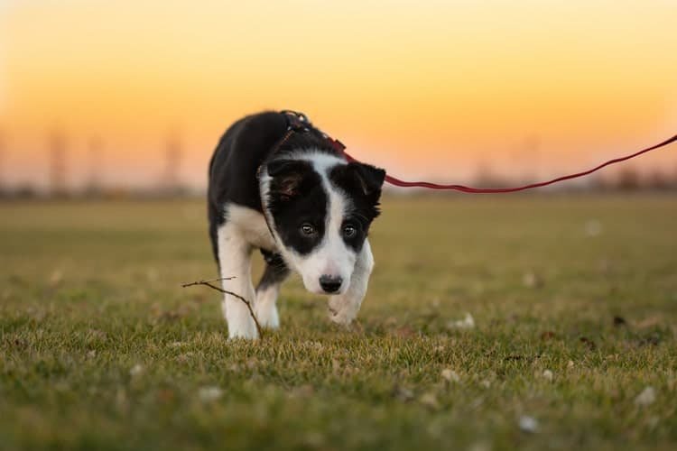 How to Leash Train Your Puppy (4 Steps)