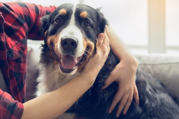 How to Make Your Dog Happy, According to a Veterinarian