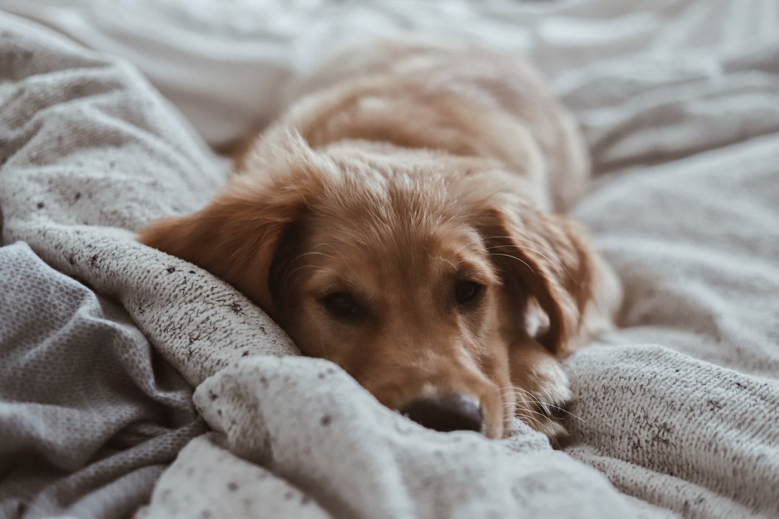 Why Does My Dog Pee on His Blanket? (7 Possible Reasons)